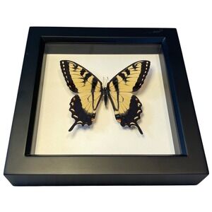 Bug Under Glass Tiger Swallowtail Butterfly Framed Taxidermy Specimen Black Boho